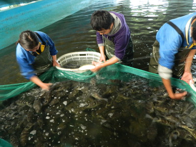 海安:特色農(nóng)業(yè)“產(chǎn)業(yè)鏈” ,串起發(fā)展“協(xié)同鏈”