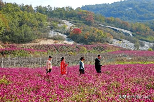 駐馬店市驛城區(qū) 走好鄉(xiāng)村振興路,共繪驛城新畫卷