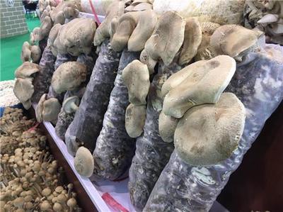 我省4人入選全國農(nóng)村創(chuàng)業(yè)創(chuàng)新優(yōu)秀帶頭人典型案例