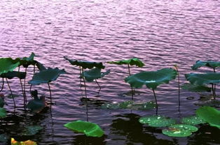 湖南省重點旅游項目發(fā)布,上堡古國 黃桑 景區(qū)榜上有名