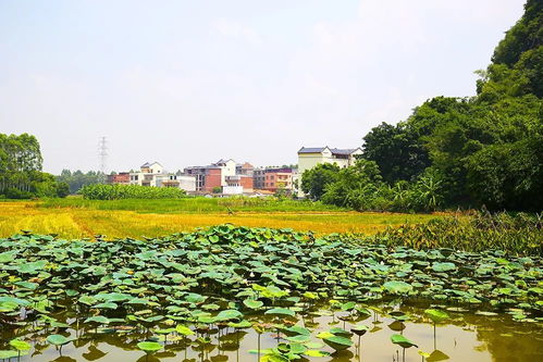 貴港好玩的精品文旅項目全在這 跟著文化旅游產(chǎn)業(yè)發(fā)展大會觀摩線路去打卡