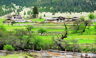 西藏林芝魯朗國(guó)際旅游小鎮(zhèn)有望今秋迎客