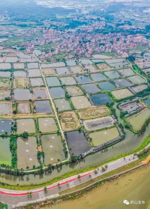 村集體收入翻一倍 古勞這個(gè)村有新招