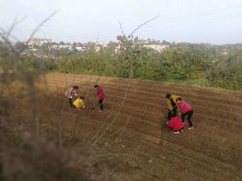 新安縣最美甘泉傳統(tǒng)古村落旅游開發(fā)項(xiàng)目之農(nóng)業(yè)項(xiàng)目提案