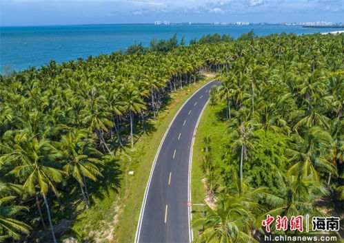 航拍海南環(huán)島旅游公路項(xiàng)目文昌東郊椰林段